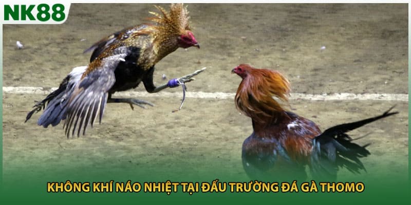 Không khí náo nhiệt tại đấu trường đá gà Thomo